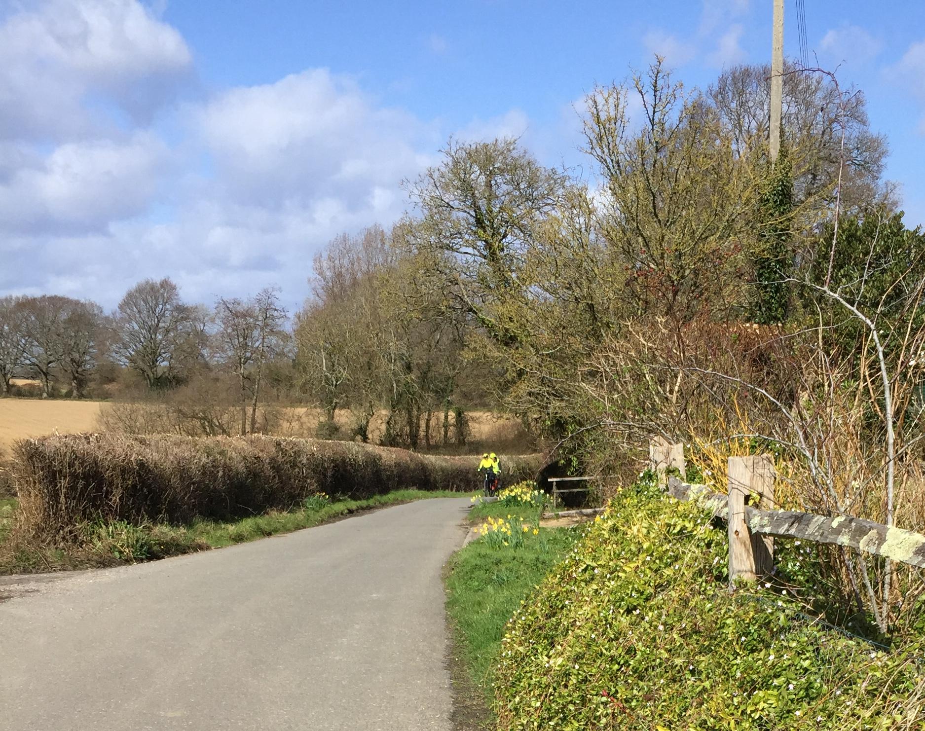 cyclists emerging from  daffodils in Chiltington Lane March 27, 2021