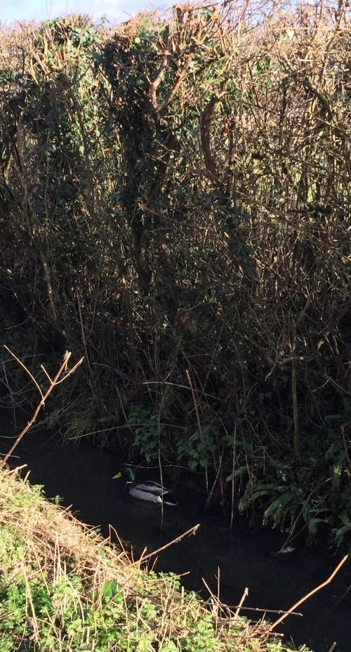 duck in ditch - click to zoom - chiltington lane