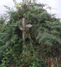 fern covered sign at Spooners Farm