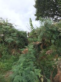 up the ferny slope