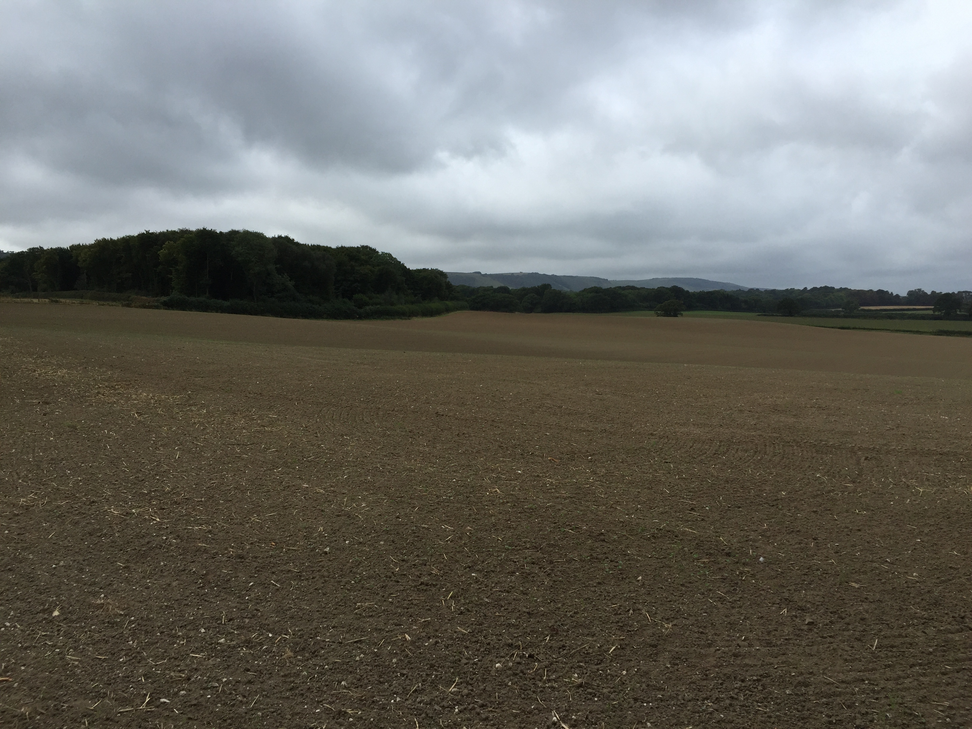East Chiltington survey walk - looking South Westward along the edge of Warningore Wood