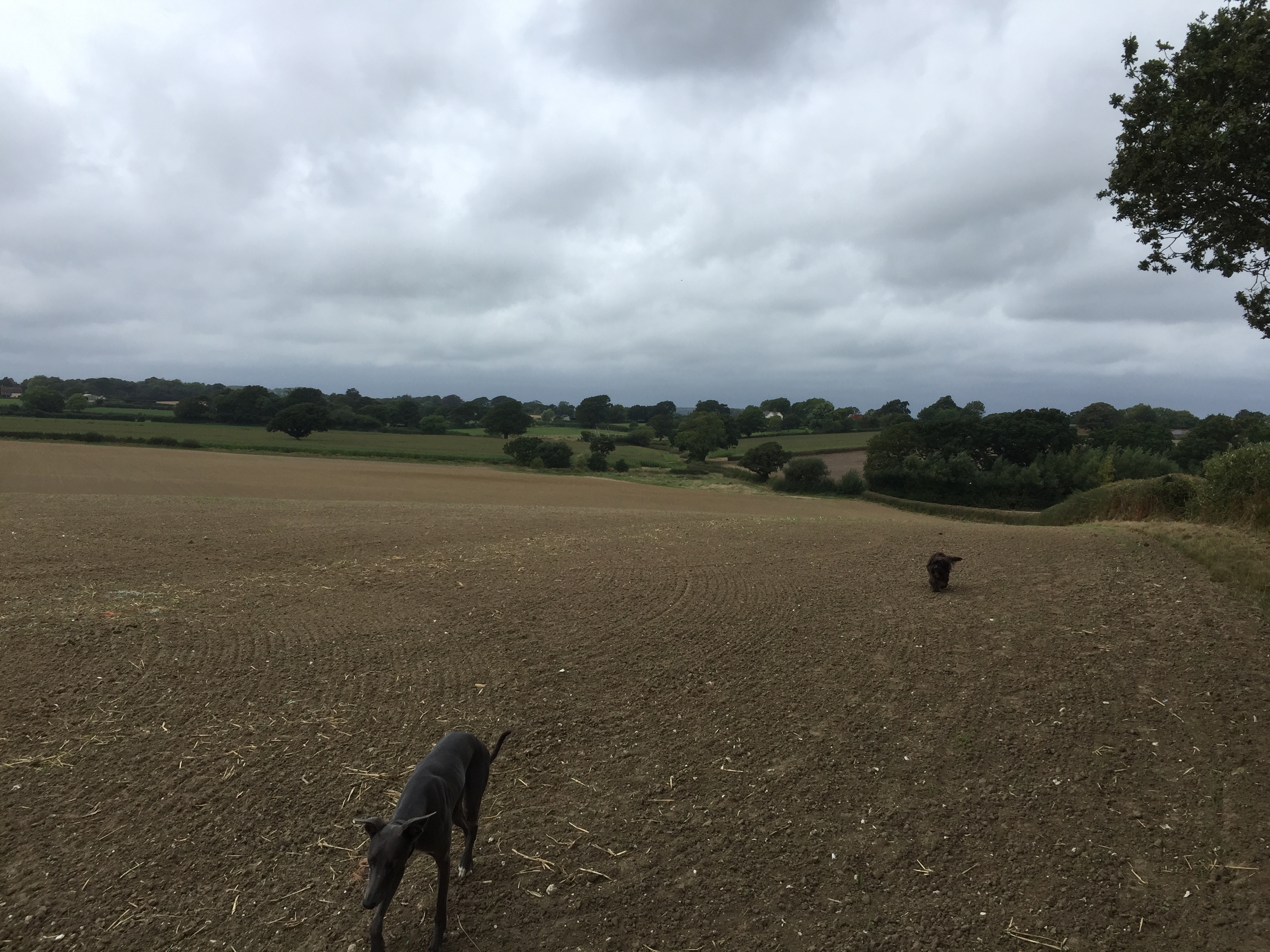 East Chiltington survey walk - looking Westwards towards Wootton Farm