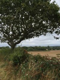 looking North West from the shapely tree  LLCA walk
