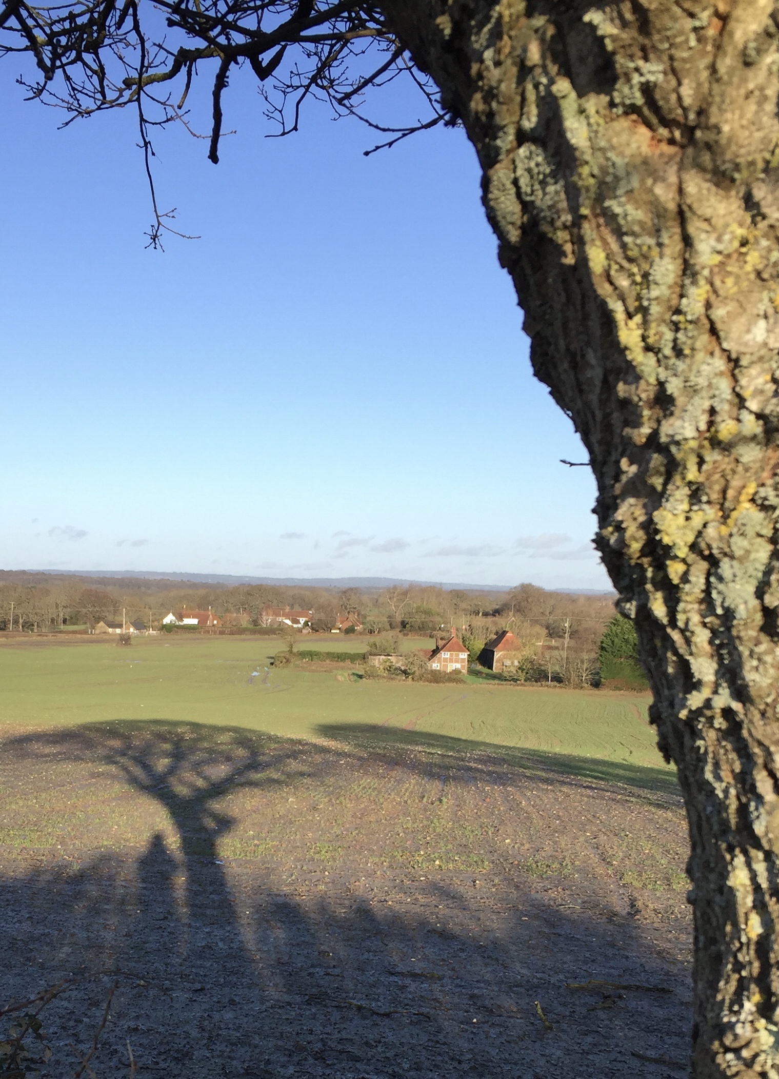 shadow of tree looking North towards the railway and Chiltington Lane