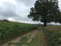 field of corn on the left