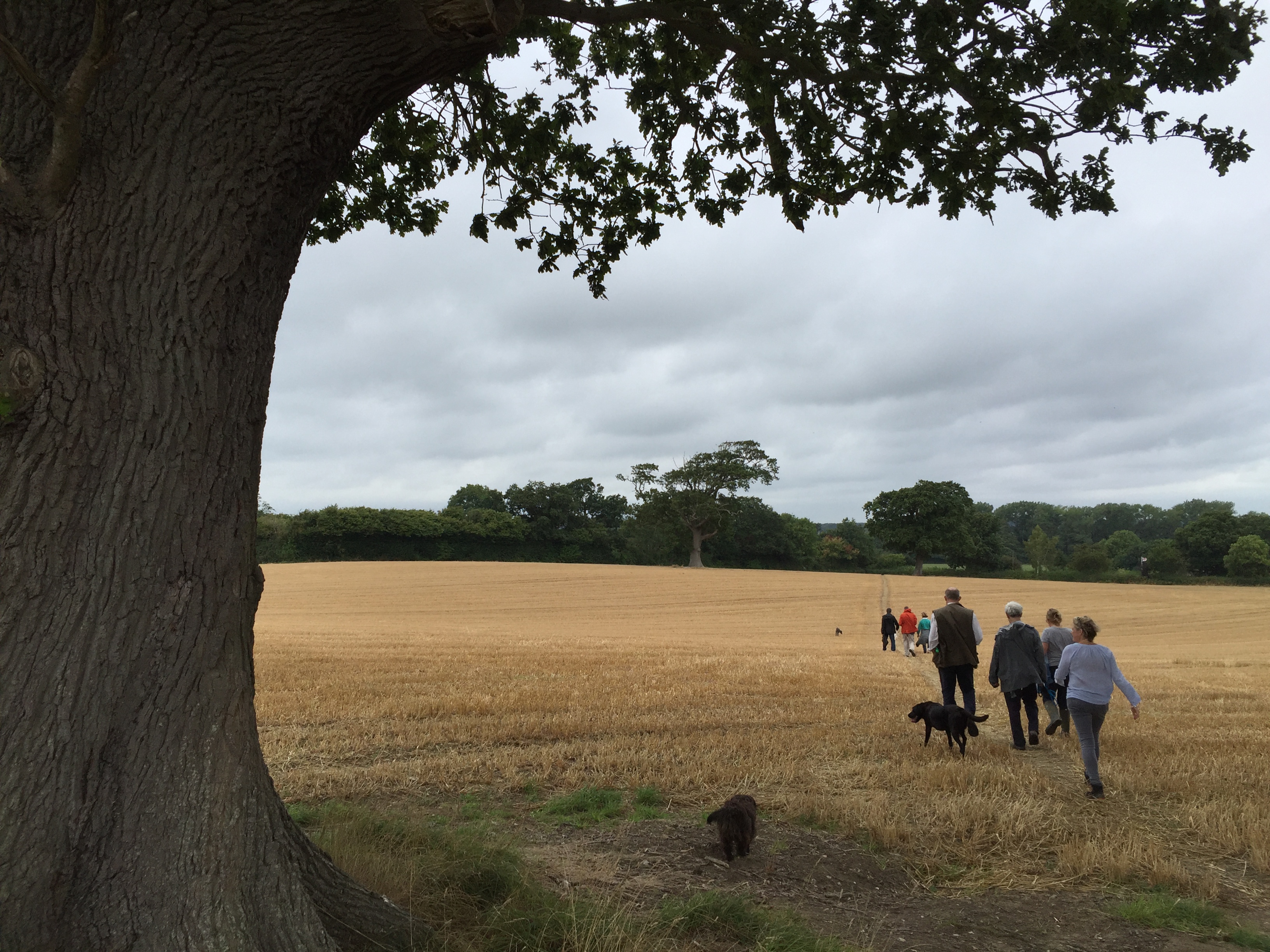 down the slope towards the Jolly Sportsman at the end of the  landscape walk in East Chiltington
