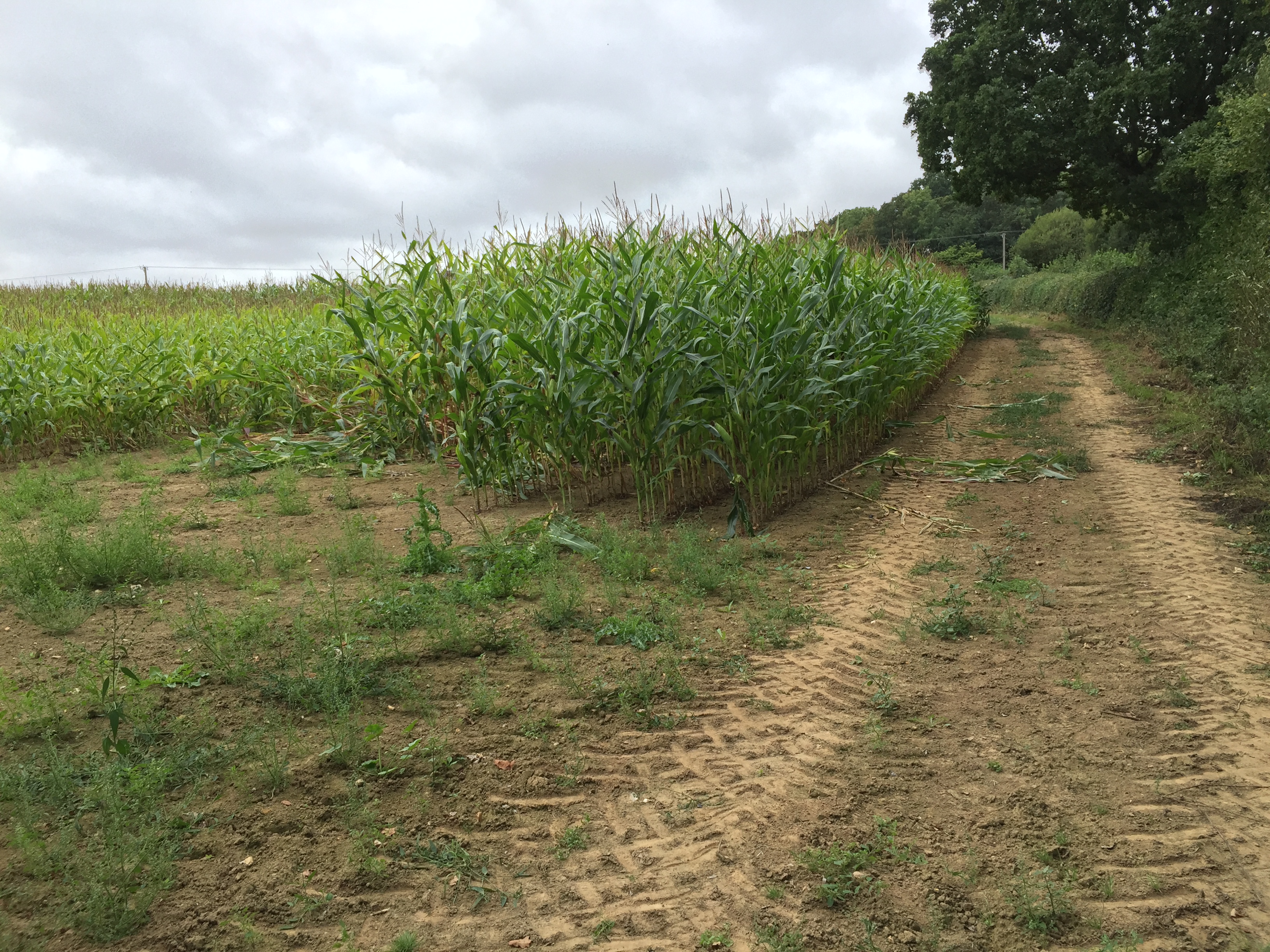 on the railway embankment above  Novington Lane