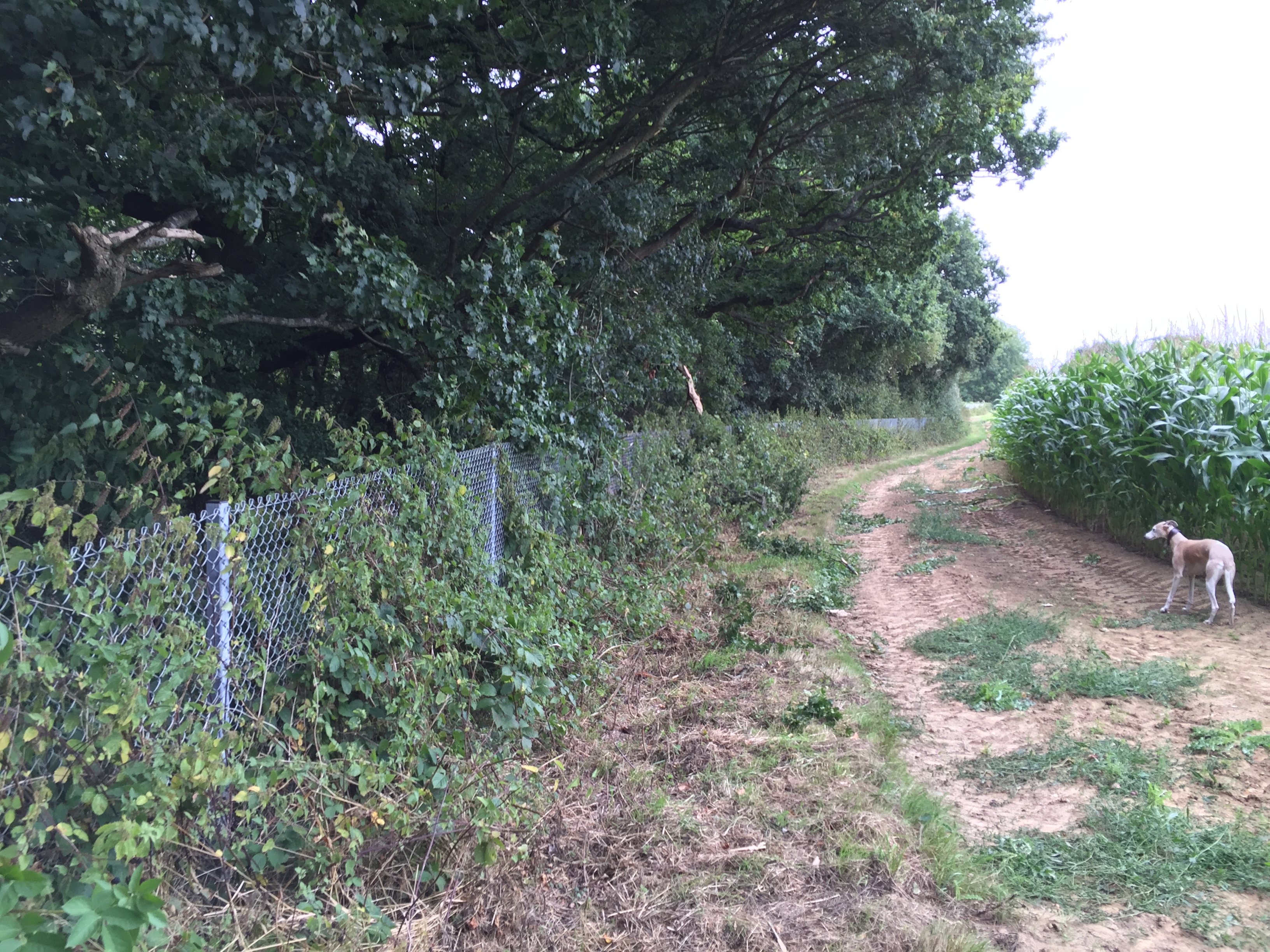 East Chiltington landscape footpath by the railway  near Highbridge Lane