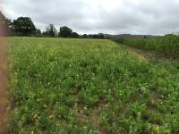 wild flowers in field adjacent to the railway line near Highbridge Lane
