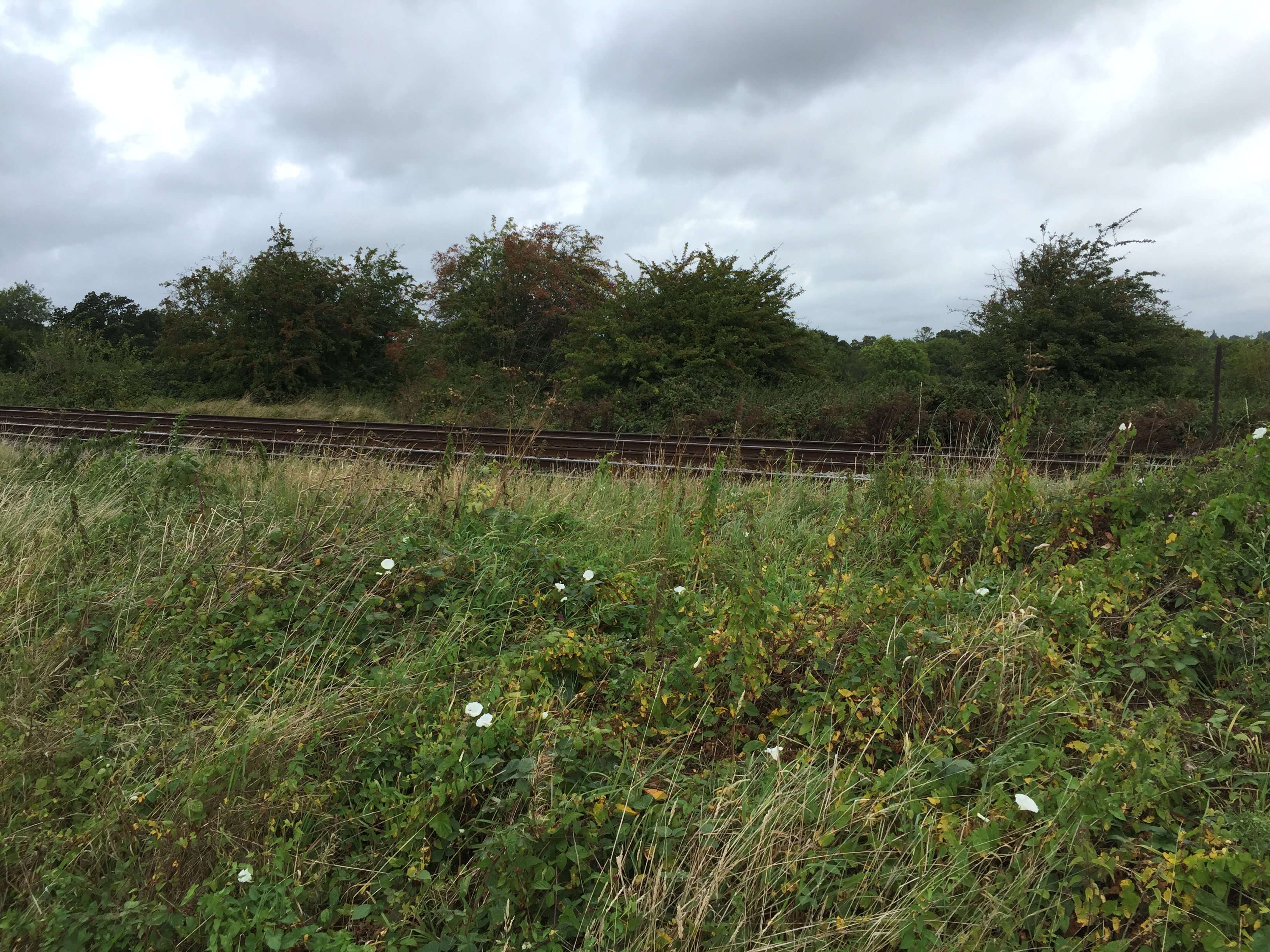 a few flowers alongside the railway tracks