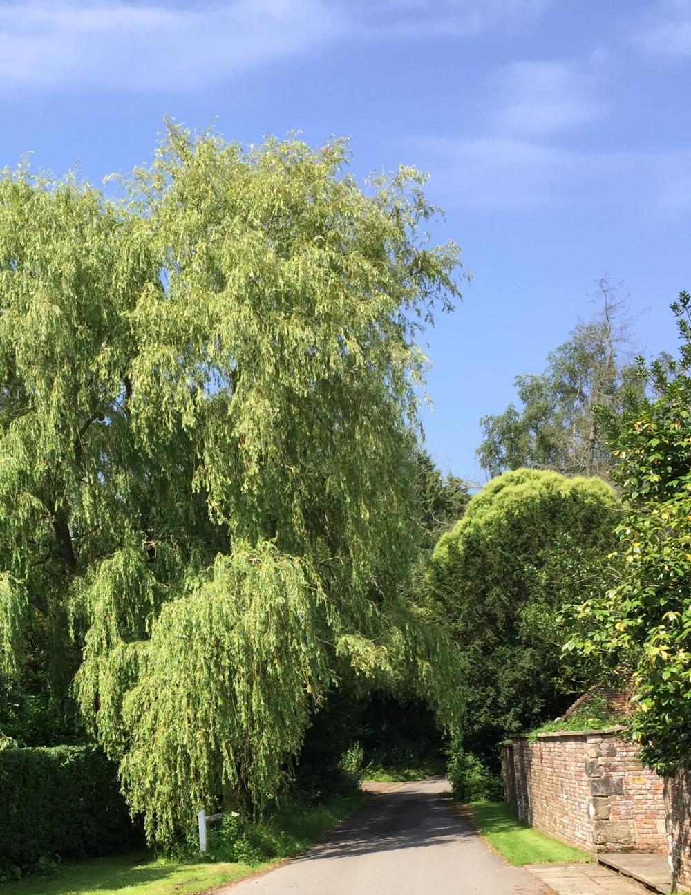 Willow tree 1 in Chiltington Lane