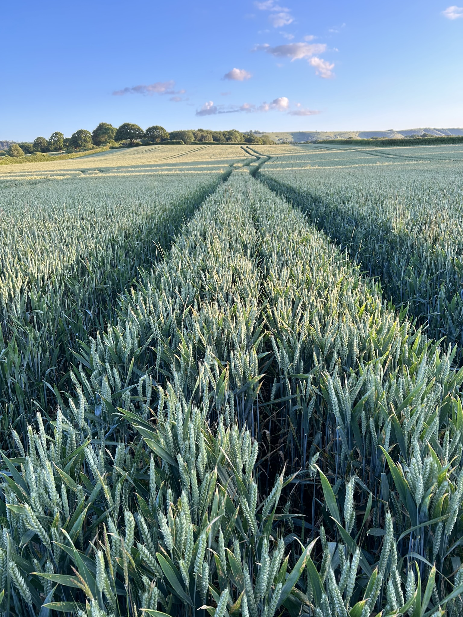 View of the South Downs from field near Chiltington Lane in East Chiltington  - June 2024